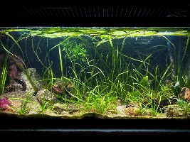 VOTE NOW - August 2023 Tank of the Month Contest (31 Gal & Larger)