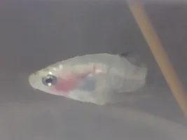 Tiny white/grey dots and patches [livebearers]