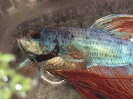 Unusual Swelling in Betta