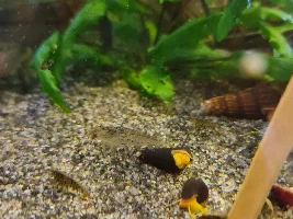 Rabbit snails