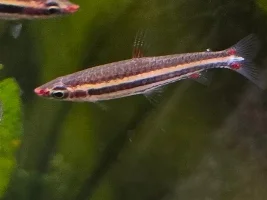 Another 'new' Nannostomus