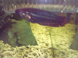 What Is My Female Betta?