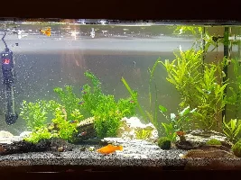 Kuhli Loaches?