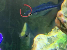 Can female Rainbowfish flash?