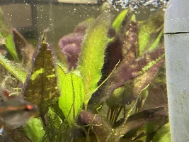 Anybody know what type of algae this is and how to remove?