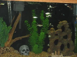 My First Tank....29 Gallon