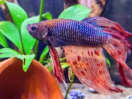 Cheriko and Franklin