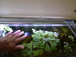 Floating Plants