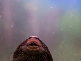 Help! My fishtank is cloudy and my pleco is distressed