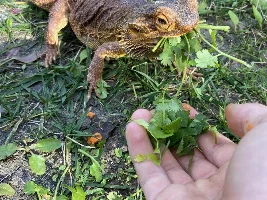 Sunny - My Bearded Dragon - Had Life Saving Surgery