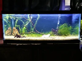 20g long rebirth!