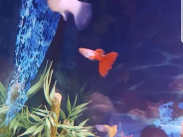Is my molly pregnant?