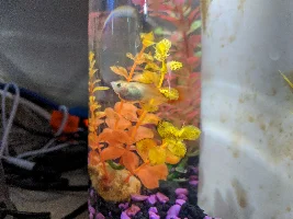 Emergency with Female Guppy