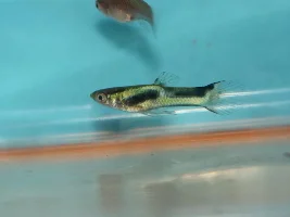 New variety of a black bar endler