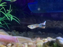pretty guppies