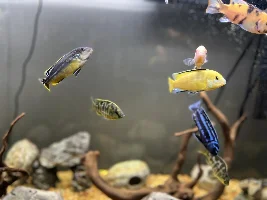 Christmas for fish lovers! What did you get?