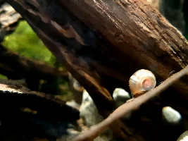 Ramshorns