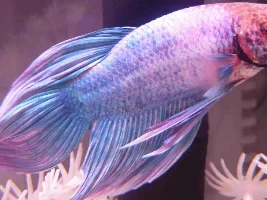 My New Betta What Colour Is He Technically