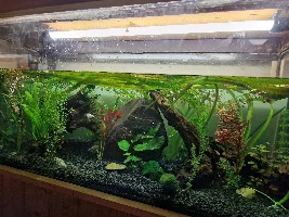 Multiple fish casualties