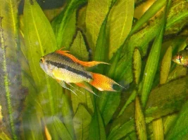 Apisto sunburst
