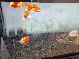 Algae Accumulation on Glass and Rocks - insane levels every two weeks.