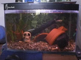 my tank pictures