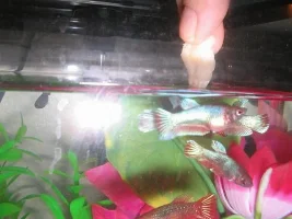 What Are You Guys Going To Do For Your Bettas?
