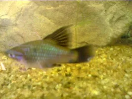 Does This Look Like Fin Rot?