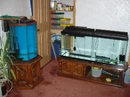 Cut me a betta tank