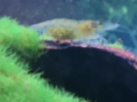 Wanting to know if my shrimp is pregnant