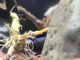 Sick Betta Fish