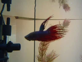 Help Me Out With Naming My Crowntail Betta Pleeeeese.