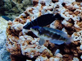 Fish Id Please
