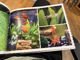 My first fish album