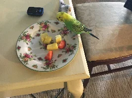 TheTenthDoctor's Bird (s)