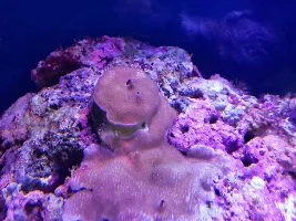 I accidentally used safe start for a saltwater tank