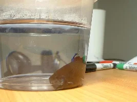 My Betta Has Something Wrong, Help Please.