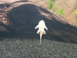 75 Gallon Build - Large Goldies