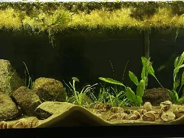 Vote Now - November 2022 Tank of the Month Contest (31 Gal & larger)