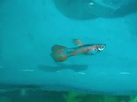 Guppy not spreading its tail