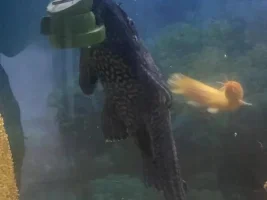 Help! Dojo Loach Advice
