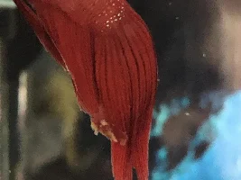 Need Betta Help