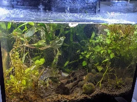 Interesting colors and debris/algae in planted tank