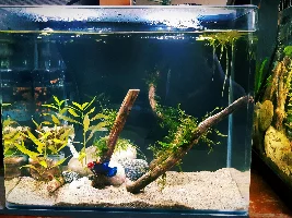 My Managerie of Tanks