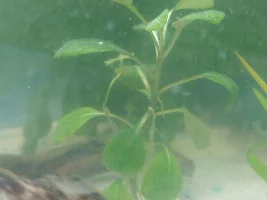 plant ID