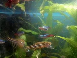 Help! Issues in tank and with fish