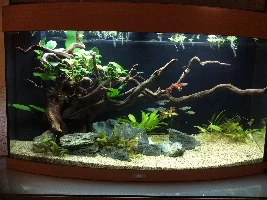 Nipping algae in the bud?