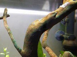 Dark green algae/diatom bloom on wood