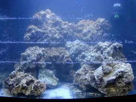 Oceanic 29 Bc