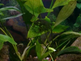 whats this black stuff???(pic)